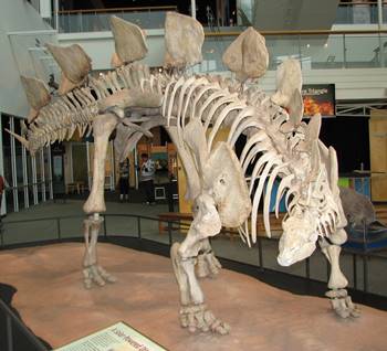 Stegosaurus display at the Science Museum of Minnesota, St. Paul, MN.