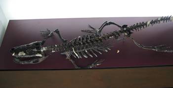 Wannaganosuchus display at the Science Museum of Minnesota, St. Paul, MN. 
