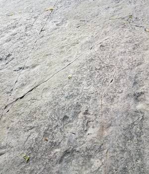 Several dinosaur pathways visible at Dinosaur Footprints Reservation, Holyoke, MA.