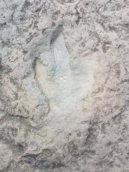 Easily visible dinosaur track at Dinosaur Footprints Reservation, Holyoke, MA.