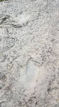 A visible dinosaur pathway at the Dinosaur Footprints Reservation tracksite. Holyoke, MA.