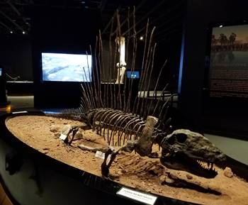 A cast of Dimetrodon on display in the Tracks Museum at Moab Giants, Moab, UT.