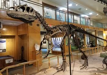 "Big Al" the Allosaurus on display at the University of Wyoming Geological Museum, Laramie, WY.