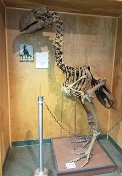 Diatryma, or Gastornis, a large flightless bird that roamed what is now Wyoming around 50 million years ago. University of Wyoming Geological Museum, Laramie, WY.