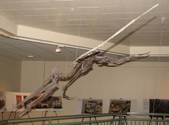 Fossil Pteranodon "flying" over the display area at the University of Wyoming Geological Museum, Laramie, WY.