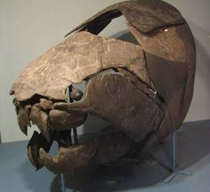 The armored head of the fearsome Devonian fish Dunkleosteus. Cleveland Museum of Natural History, Cleveland, OH.