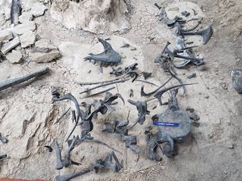 Some bones and replica bones in the matrix at the Cleveland-Lloyd Dinosaur Quarry, near Cleveland, UT.
