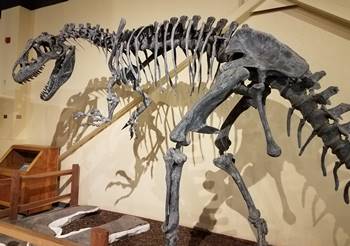Beautiful fossil skeleton of Allosaurus at the Dinosaur Journey Museum of Western Colorado, Fruita, CO.