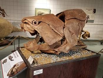 Dunkleosteus fossil on display in the "Clubs, Horns, and Shields" temporary exhibit at the Utah State University Eastern Prehistoric Museum, Price, UT.