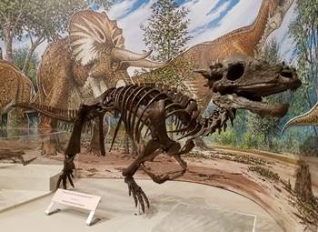 Pachycephalosaurus at the Burpee Museum of Natural History, Rockford, IL.