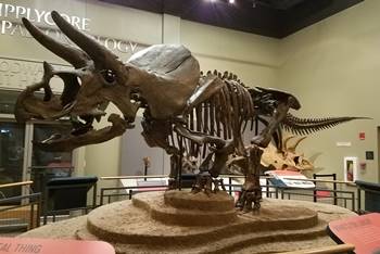 "Homer" the Triceratops on display at the Burpee Museum of Natural History, Rockford, IL.