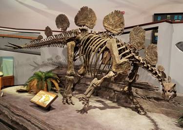 Hesperosaurus display at the Museum of Ancient Life, Lehi, UT. Photo credit: John Gnida.