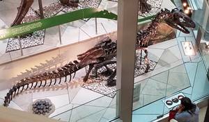 Allosaurus display at the Smithsonian National Museum of Natural History
