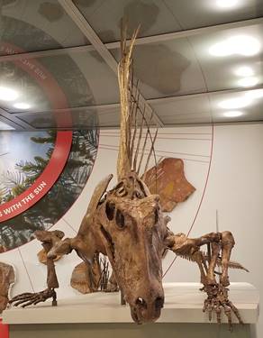 New Dimetrodon display at the Smithsonian National Museum of Natural History, Washington, DC. Photo credit: John Gnida.