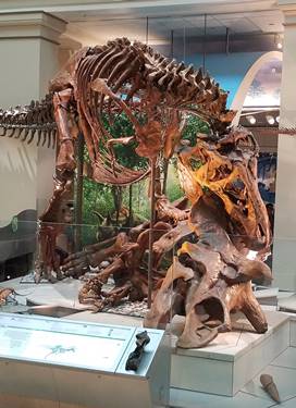 The "Nation's T. rex" on display at the Smithsonian National Museum of Natural History, Washington, DC. Photo credit: John Gnida.
