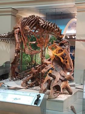 The Triceratops "Hatcher" is now fallen, under the attack of a Tyrannosaurus. Smithsonian National Museum of Natural History, Washington, DC. Photo credit: John Gnida