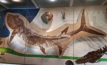 Xiphactinus displayed showing entire body of Thryptodus inside. Smithsonian National Museum of Natural History, Washington, DC. Photo credit: John Gnida.