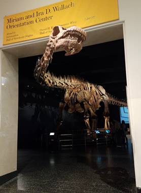 Beautiful cast of the titanosaur Patagotitan on display at the American Museum of Natural History, New York, NY. Photo credit: John Gnida.