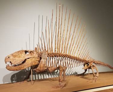 Terrific Dimetrodon display, The Field Museum, Chicago, IL. Photo credit: John Gnida.