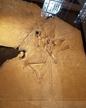 The "London Specimen" is the holotype fossil for Archaeopteryx. Natural History Museum, London, England. Photo credit: John Gnida.