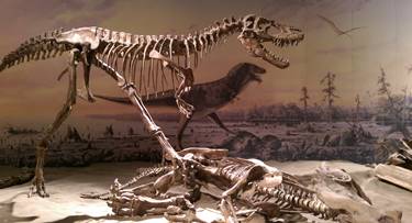 Gorgosaurus standing over the remains of a Centrosaurus.  Royal Tyrrell Museum, Drumheller, Alberta.  Photo credit: John Gnida.