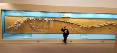 Amazing Tylosaurus, the Kansas State Fossil. Sternberg Museum of Natural History, Hays, KS. Photo credit: John Gnida.