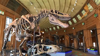 The fierce tyrannosaur Daspletosaurus on display at the Cincinnati Museum of Natural History and Science, Cincinnati, OH. Photo credit: Cincinnati Museum of Natural History and Science.