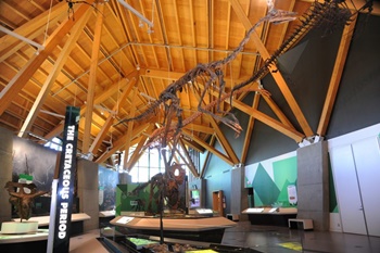 Interior, Philip J. Currie Dinosaur Museum, Wembley, Alberta. Photo credit: Philip J. Currie Dinosaur Museum.