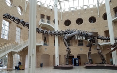 The enormous Argentinosaurus on display at the Fernbank Museum of Natural History, Atlanta, GA. Photo credit: John Gnida.