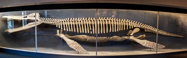 Incredible Kronosaurus display at the Harvard Museum of Natural History, Cambridge, MA. Photo credit: Tim Sackton, (Wikimedia Commons).
