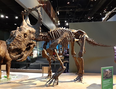 This Pachyrhinosaurus was discovered in Alaska. Perot Museum of Science & Nature, Dallas, TX. Photo credit: John Gnida.