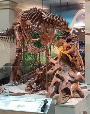 New Tyrannosaurus vs. Triceratops display at the Smithsonian National Museum of Natural History, Washington, DC. Photo credit: John Gnida.
