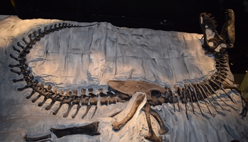 "Black Beauty" at the Royal Tyrrell Museum, Drumheller, Alberta, Canada. Photo credit: John Gnida.