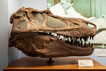 Wonderful Gorgosaurus skull on display at the University of Alberta Museum of Paleontology, Emonton, Alberta. Photo credit: University of Alberta Museum of Paleontology.