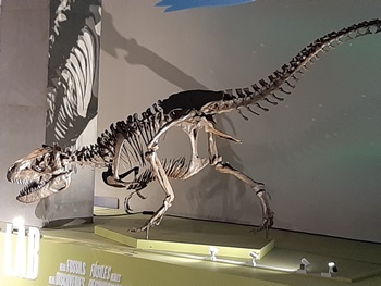 The Alaskan tyrannosaur Nanuqsaurus standing above the paleontology lab at the Perot Museum of Nature and Science, Dallas, TX. Photo credit: John Gnida.