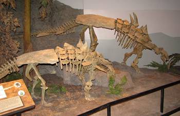Two Gastonia at the Museum of Ancient Life at Thanksgiving Point, Lehi, UT. Photo credit: John Gnida.